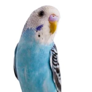 Meet your Posher, Hailey